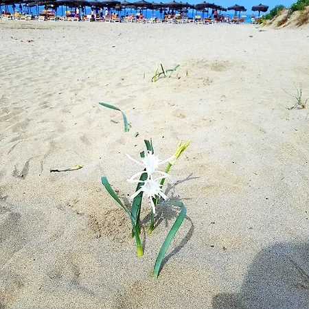 Regina Del Mare * Tirrenia